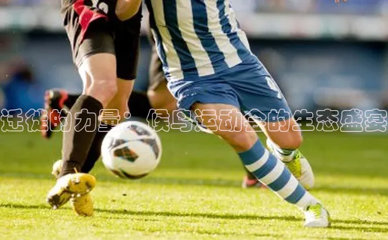 迁徙的力量：候鸟运动会的生态盛宴